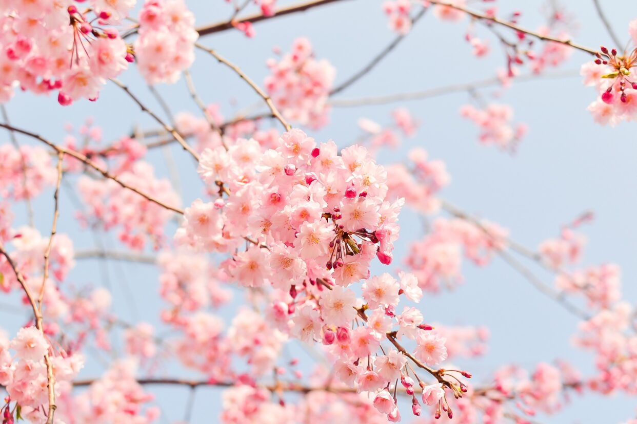 cherry blossoms